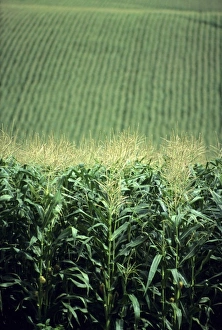 Maize Plant Stampe: Field of corn