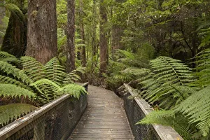 Tasmanian Wilderness Walks Stampe: Footpath Through