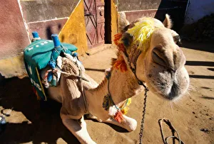Egyptian Desert Stampe: A friendly camel