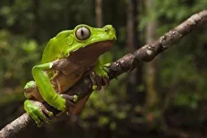 Stampe di Rana con foglia gigante (Phyllomedusa bicolor) Foresta pluviale, Riserva Iwokrama, Guyana Immagini datate 2009 luglio: Rana foglia gigante