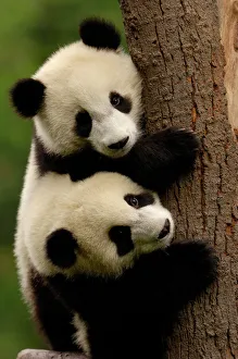 Stampe di Giant panda babies (Ailuropoda melanoleuca) Famiglia: Ailuropodidae.Centro di conservazione e ricerca per il panda gigante Wolong all'interno del Parco Naturale della Reserva Wolong Panda Gigante Stampe: Bambini di panda giganti
