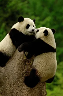 Stampe di Cuccioli di Pandi giganti (Ailuropoda melanoleuca). Famiglia: Ailuropodidae Panda Gigante Stampe: Bambini panda giganti