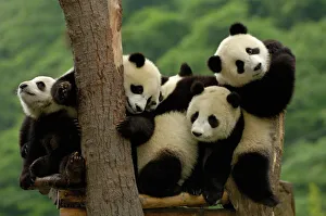 Stampe di Bambini di panda giganti (Ailuropoda melanoleuca). Famiglia: Ailuropodidae. Centro di conservazione e ricerca per il panda gigante della Cina all'interno del Parco Nazionale Wolong Panda Gigante Stampe: Bambini di panda giganti