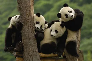 Stampe di Cuccioli di panda gigante (Ailuropoda melanoleuca). Famiglia: Ailuropodidae. Centro per la conservazione e la ricerca del panda gigante nella riserva di Wolong in Cina, Provincia della Sichuan. CINA Panda Gigante Stampe: Bambini pande giganti
