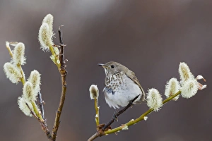 Seward Peninsula Wildlife Stampe: Gray-cheeked Thrush