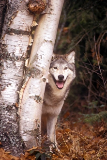 Natural World Images Stampe: Gray wolf in a forest