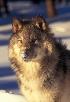 Canine Wildlife Photography Stampe: Gray Wolf in Snow
