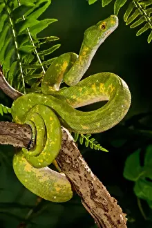 Stampe di Serpente verde di Green Tree (Cattivo), Morelia (Chondropython) viridis Originario della Nuova Guinea, Habitat Arboreo Foresta pluviale Pitone Verde Dell'albero Stampe: Pitone verde di albero (Cattivo)