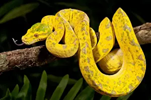 New Guinea Wildlife Stampe: Green Tree Python, Morelia (Chondropython) viridis, Native to New Guinea