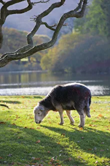Pecora Stampe: Ovece Herdwick