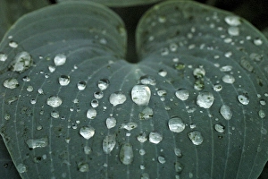 Water Droplets On Plant Leaves Stampe: Hosta leaf with dew drops close up