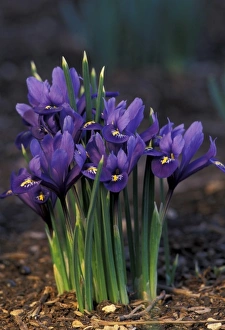 Purple Iris Flower Stampe: Iris