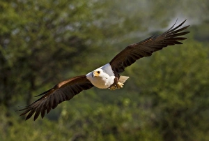 Bird Of Prey Flying Stampe: Kenya. Fish eagle in flight