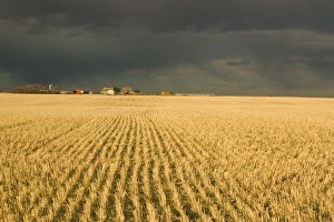 Environmentally Friendly Farming Practices Stampe: 02