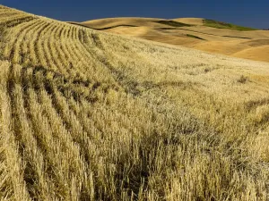 Palouse Landscape Stampe: Fields during harvest