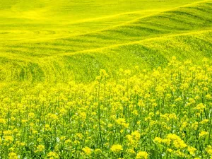 Palouse Landscape Stampe: Patterns in canola fields
