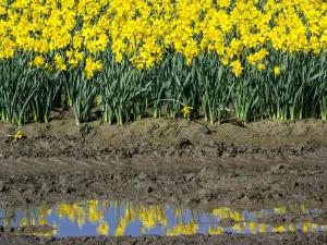 Immagini datate 2015 marzo: Righe di narcisi in riflessione.