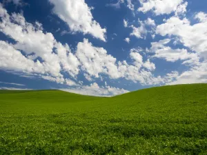 Paesaggio Stampe: Campi primaverili di piselli.