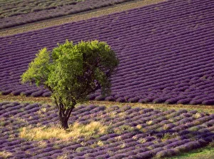 Lavender Fields Of Europe Stampe: Lavender field
