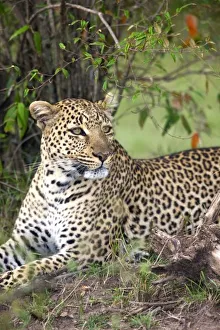 Leopard Conservation Efforts Stampe: Leopard (Panthera