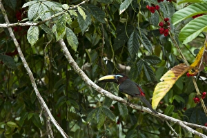 Amazon Rainforest Birds Stampe: Lettered Aracari (Pteroglossus inscriptus)