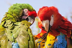 Bird Preening Behavior Stampe: Two Macaws preening