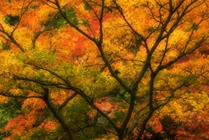 Autumn Tree Photography Stampe: Maple Tree in Autumn