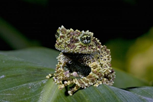 Theloderma Corticale Stampe: Mossy Treefrog, Theloderma corticale, Native to Vietnam