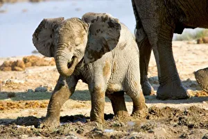 African Elephant Conservation Images Stampe: Namibia, Africa