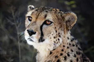 Stampe di Caccia al leopardo in Namibia, quadro stretto di un gatto pellegrino Ghepardo Stampe: Caccia al Namibbia, angolo di una gatta cacciatrice