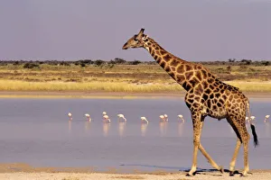Southern Africa Travel Guide Stampe: Namibia: Etosha