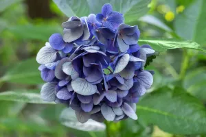 Flora Photography Stampe: Blue bigleaf hydrangea