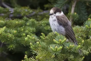 Forest Wildlife Images Stampe: Gray Jay
