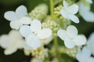 Nature Abstract Photography Stampe: Hydrangea bloom