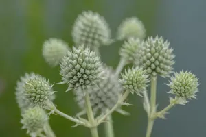 Selective Focus Nature Stampe: Rattlesnake master, button snake-root