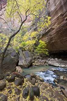 Virgin River Utah Stampe: North Fork of Virgin River, Gates of the Narrows, Zion National Park, Utah, Box