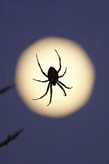 Spider Web Images Stampe: Orb spider on web