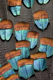 Natural Patterns In Nature Stampe: Oscellated Turkey feather pattern