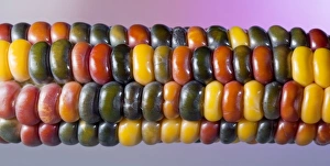 Corn Agriculture Stampe: Painted Mountain Corn