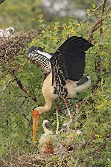 India Wildlife Stampe: Painted Stork