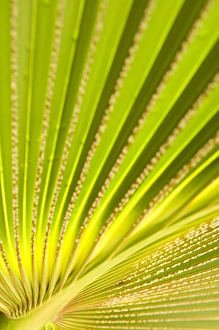 Tropical Foliage Photography Stampe: Palm leaf detail