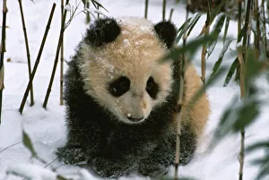 Panda Conservation Efforts Stampe: Panda cub on snow