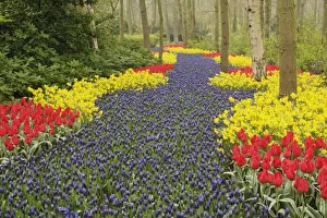 Holland Tulips Stampe: Pathway of Grape