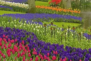 Grape Hyacinth Blooms Stampe: Pattern of tulips