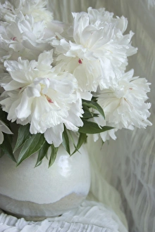 White Peony Flower Stampe: Peony Study