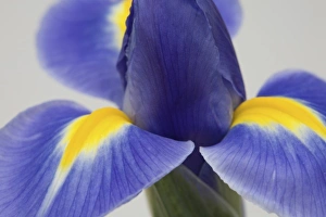 Delicate Plant Life Stampe: Purple iris