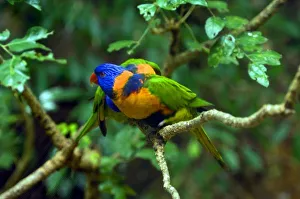 Parrot Species Identification Stampe: Rainbow Lorikeets
