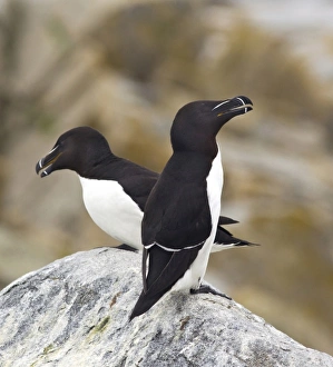 Machias Seal Island Stampe: Razorbills