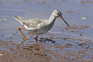 Rajasthan Wildlife Images Stampe: Redshank