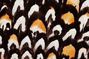 Fagiano Di Reevess Stampe: Disegno di piuma del Fagiano Reeves